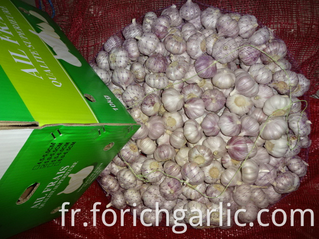 Size 5 0cm New Garlic